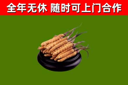 亳州回收散虫草