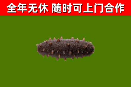 亳州回收海参干